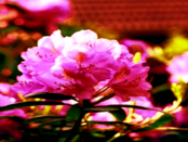 Rhododendronpark Hutberg Kamenz: „Herrliche Blütenpracht von hunderten Rhododendren und Azaleen“