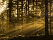 Lausitzer Mythen: Der Lampertswald
