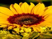 Naturkita Sonnenblume: Der Lausitzer Waldkindergarten mit familiennaher Atmosphäre