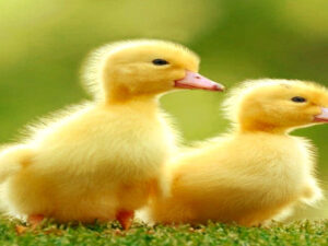 Screenshot twitter.com